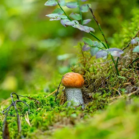 Huvilat Yoevesi Atelier Home, Yoeveden Ateljeekoti *